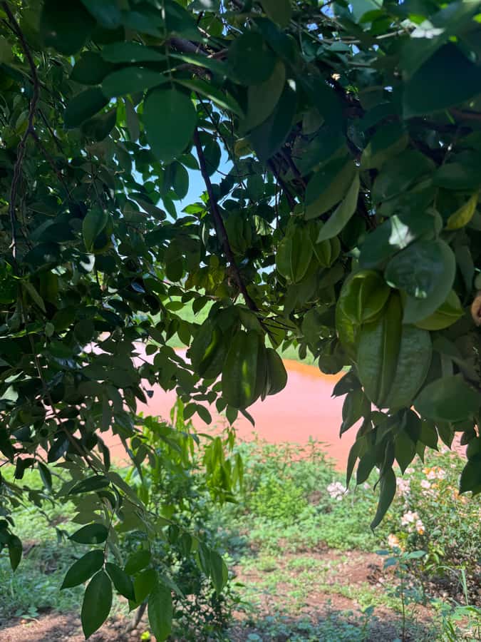 Mazatlán: Fruit Tour with Lunch and Mezcal Tasting - Quick takeaways from the ranch outing