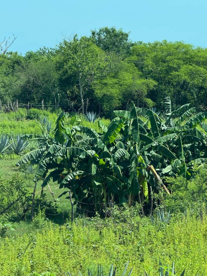 Mazatlán: Fruit Tour with Lunch and Mezcal Tasting - Leaving Mazatlán for the orchard