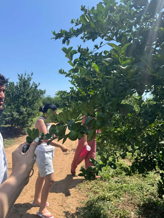 Mazatlán: Fruit Tour with Lunch and Mezcal Tasting - Glass factory and shopping stop