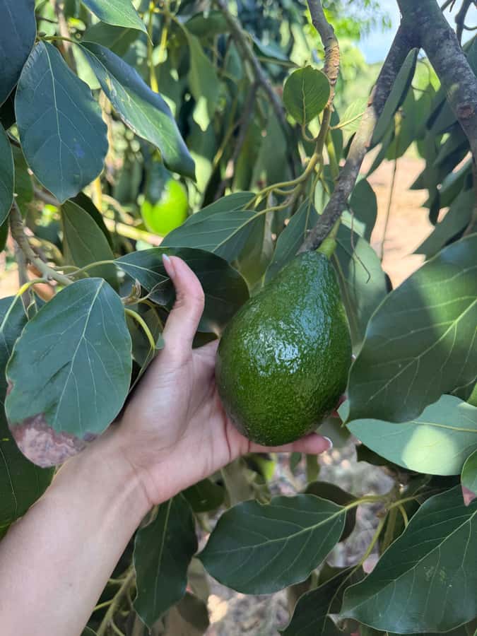 Mazatlán: Fruit Tour with Lunch and Mezcal Tasting - Who will enjoy this Mazatlán experience?