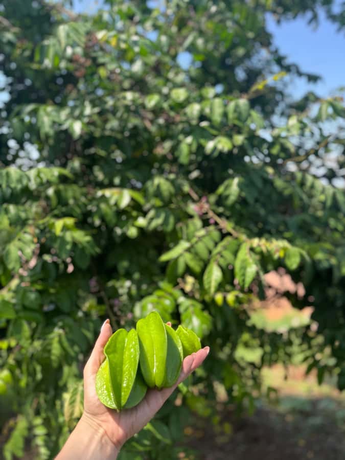 Mazatlán: Fruit Tour with Lunch and Mezcal Tasting - Walking among Mazatlán’s fruit trees