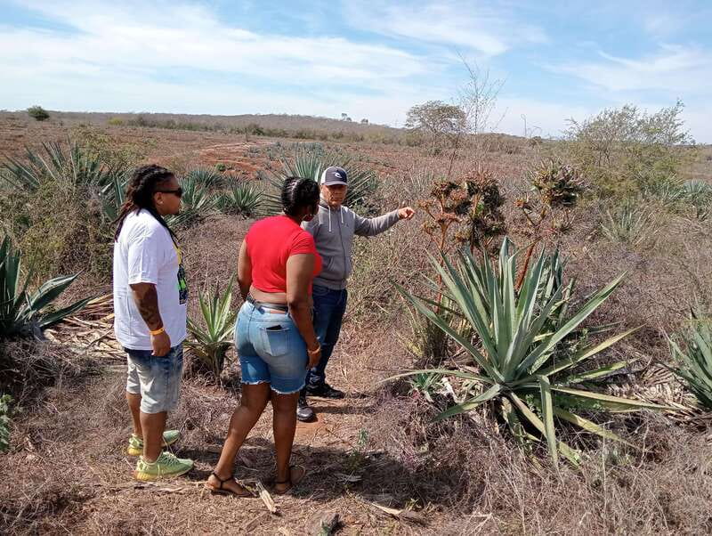Mazatlan: Mezcal Factory Tour with Tasting and Lunch - Walking Through 55 Hectares Of Agave