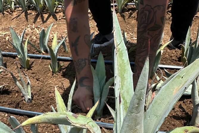 Mezcal Day Experience - Why this mezcal day is different