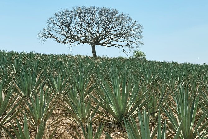 Mezcal Day Experience - An early start at Tacos Del Carmen