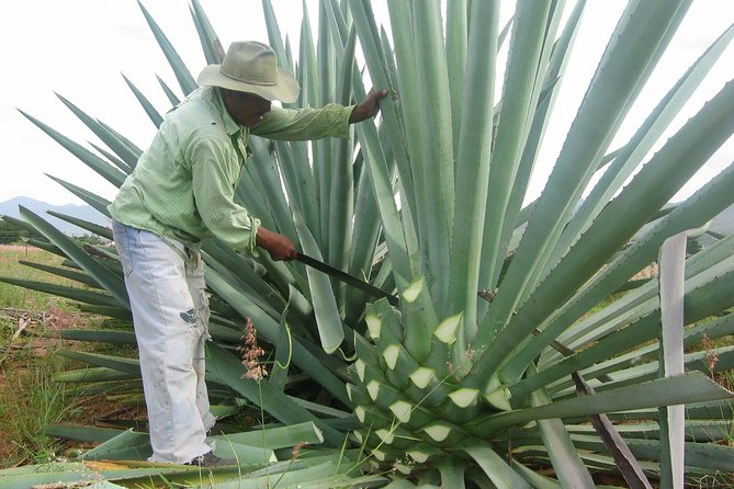 Mezcal Factory Tasting Learning Experience Drink Lunch and More - Playa de Barra Vieja and its Afro-Mexican story