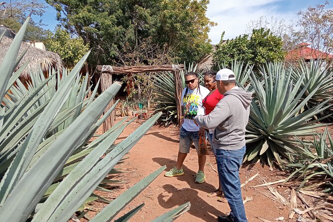 Mezcal Food Tasting Tour with Lunch Included - Seven mezcal flavors, from white to hibiscus