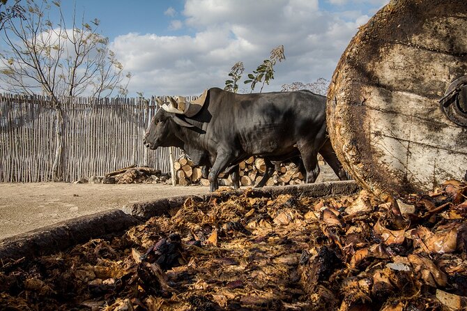 Mezcal Tasting -Masterclass + Blind tasting- - Key Points Before You Book