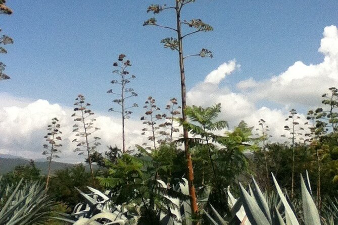 Mezcal Tour Oaxaca - Guides make the difference