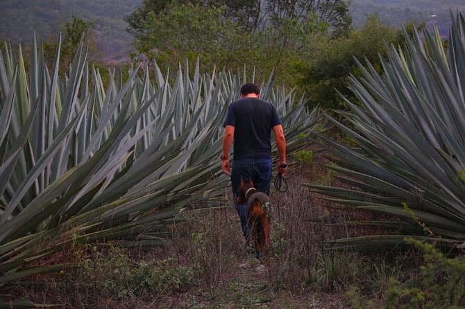Mezcal Tour Oaxaca - Starting with agave in the fields