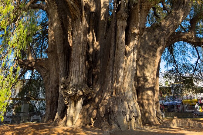 Monte Alban Tree of the Tule Mezcal and Teotitlan del Valle Tour - What the praise tells you about the guide