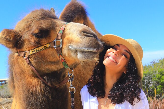 NEW! Combo Camel Beach Ride and UTV 4X4 Cabo Adventure, Tequila & - Timing, pickup, and practical comfort