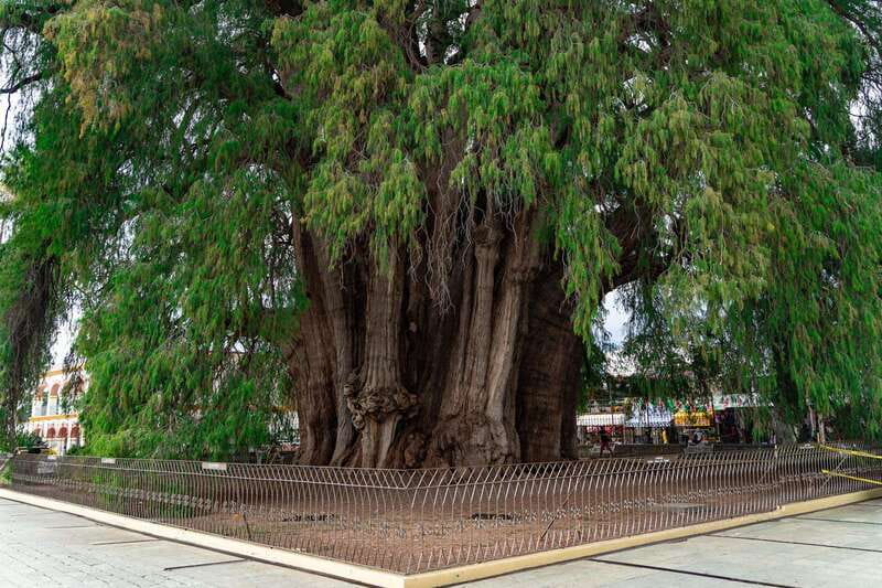 Oaxaca: El Tule tree, Teotitlan Village & Mezcal Tour - Key points to know before booking