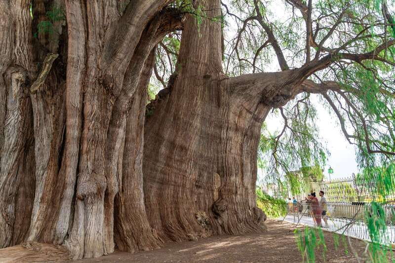 Oaxaca: El Tule tree, Teotitlan Village & Mezcal Tour - Is $43 a good value?