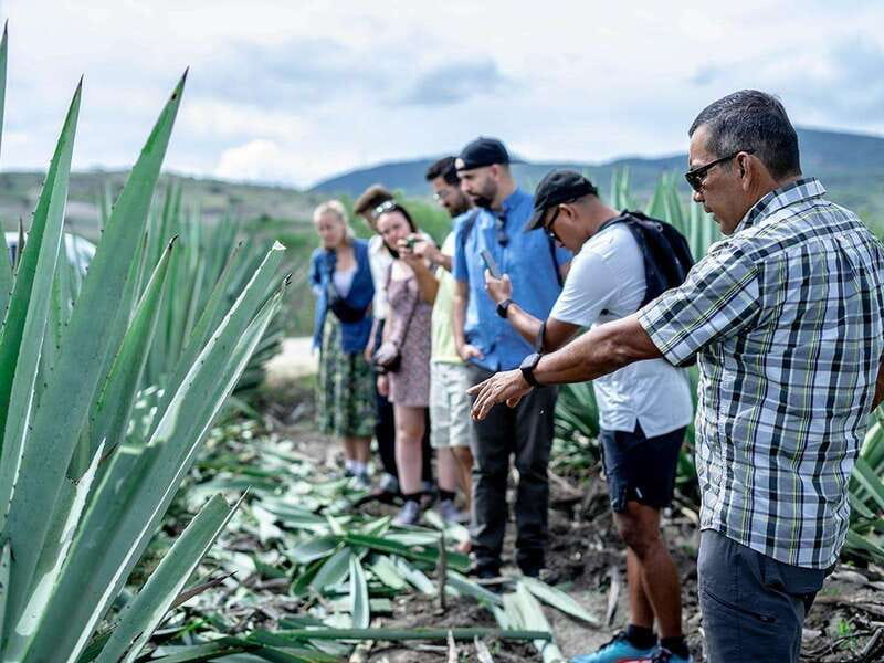 Oaxaca: Mezcal Distillery Tour with Tastings - Six agave varieties make the tasting worthwhile