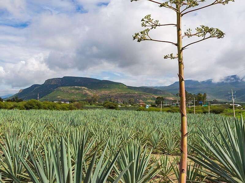 Oaxaca: Mezcal Distillery Tour with Tastings - Who will enjoy this tour most?