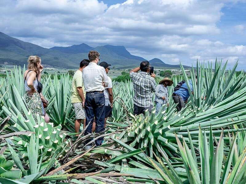Oaxaca: Mezcal Distillery Tour with Tastings - Practical advice for a smoother day
