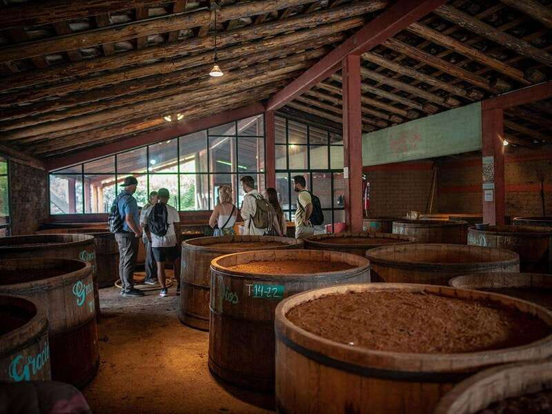 Oaxaca: Mezcal Distillery Tour with Tastings - Should you book this mezcal tour?
