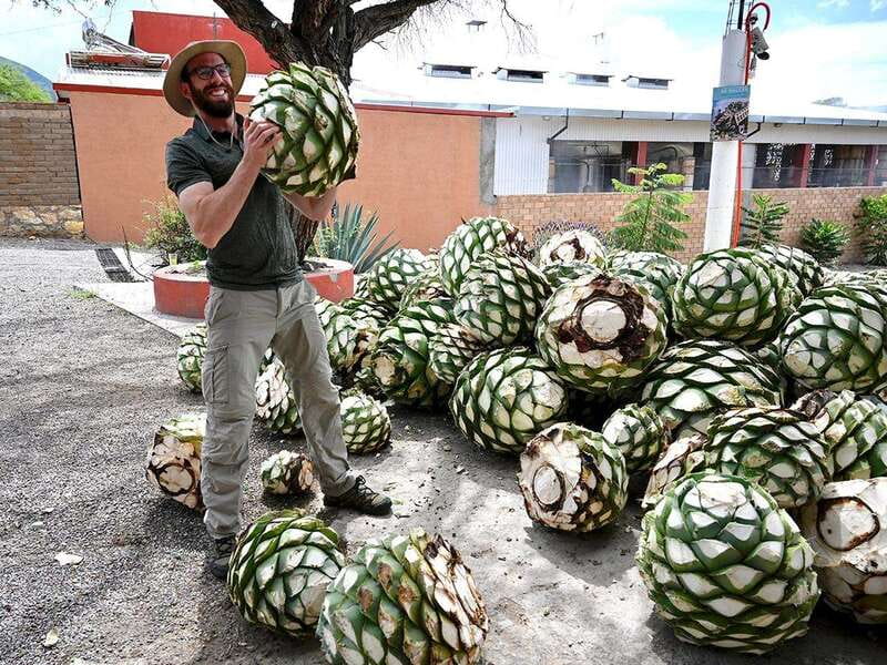 Oaxaca: Mezcal Distillery Tour with Tastings - At the family palenques, mezcal becomes a process