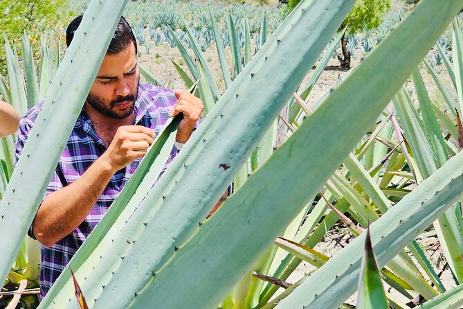 Oaxaca Mezcal & Pulque Tour by Barrel Bus - The Barrel Bus Sets the Tone in Santiago Matatlán
