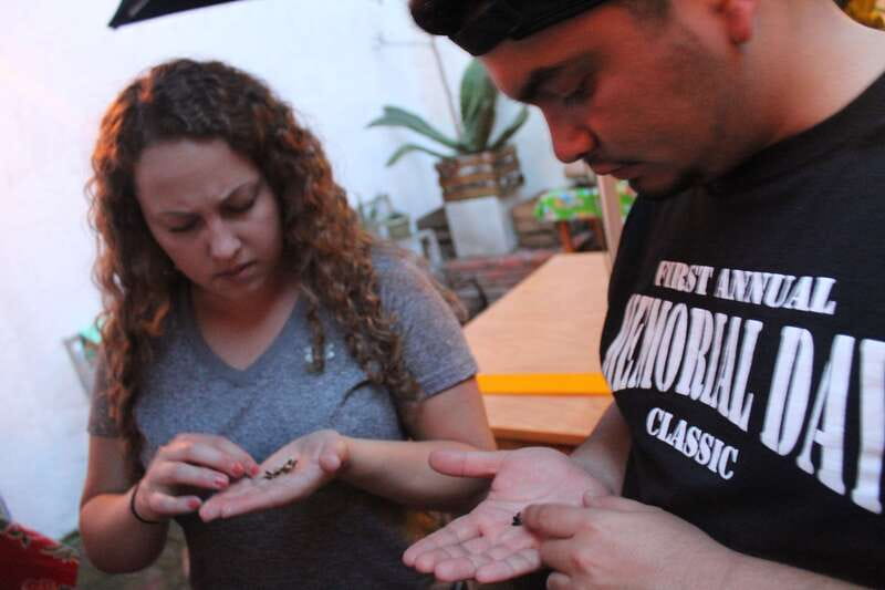 Oaxaca: Mezcal Tasting Session with Expert - From agave plant to finished mezcal