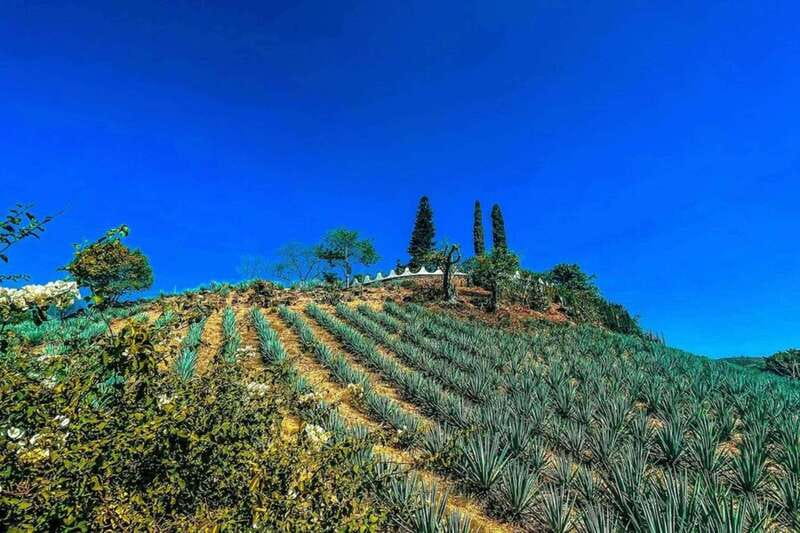 Private Adventure to Tequila and la Fortaleza Distillery - What the guides add to a private day