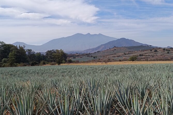 PRIVATE Fire TOUR: Pyramids, Volcanoes, Agaves & Tequila - Guachimontones: circular pyramids and an older Jalisco