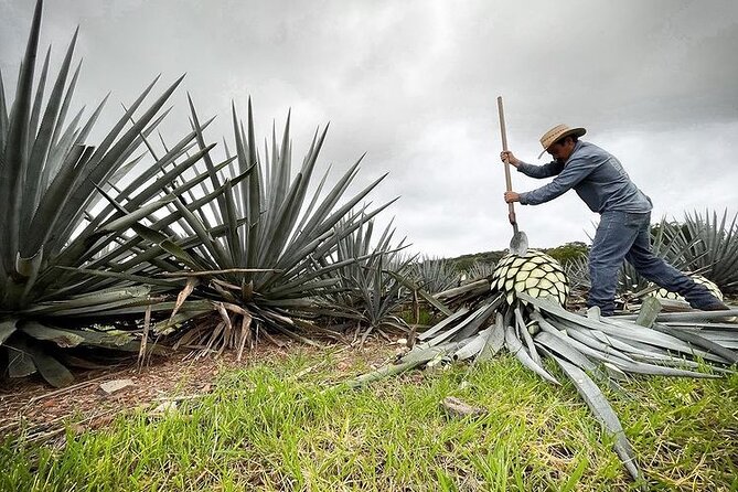 Private Full-Day Tour to Tequila Pueblo Magico - The Mirador combines views and an extreme swing