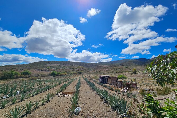 Private Lunch in Mezcal Maguey Fields - Why This Mezcal Visit Feels Different