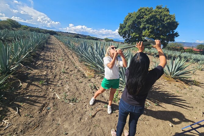 Private Lunch in Mezcal Maguey Fields - Six Mezcals, Mezcal Cremes, and Pulque