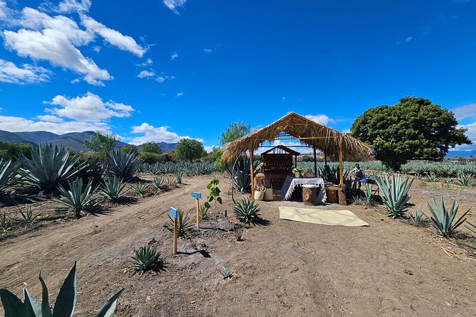 Private Lunch in Mezcal Maguey Fields - Lunch Under the Rustic Palapa