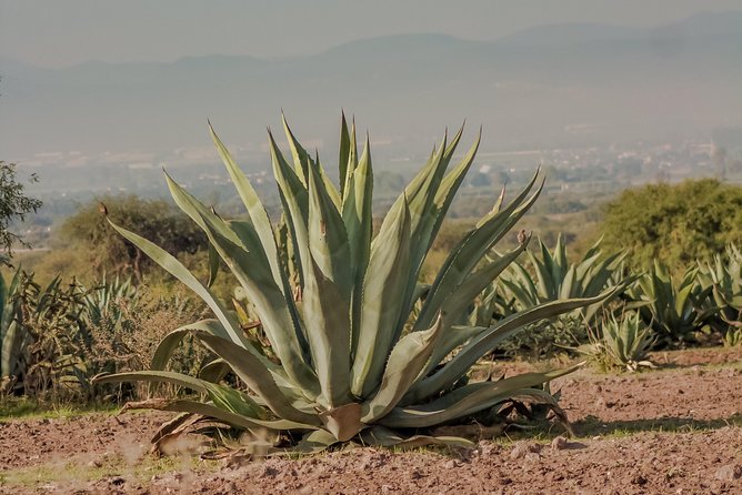 Private Oaxaca Walking Tour with Mezcal Tasting - Finishing with a mezcal tasting