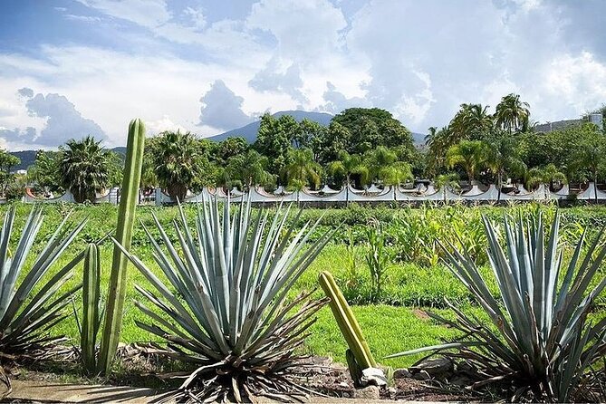 Private One Day Adventure Tour in Tequila and La Fortaleza Distillery - Fortaleza: The Three-Hour Visit Worth Planning Around