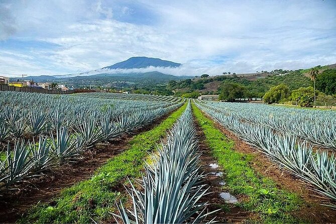 Private One Day Adventure Tour in Tequila and La Fortaleza Distillery - Two Free Hours in the Town of Tequila