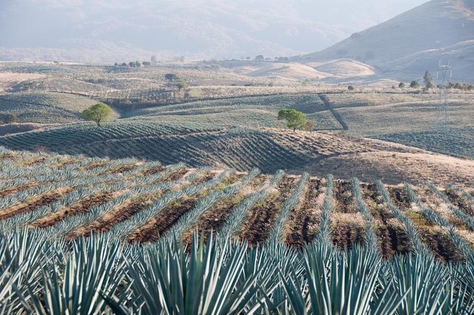 Private Tequila Tour with Local Expert - Key points to know before you book