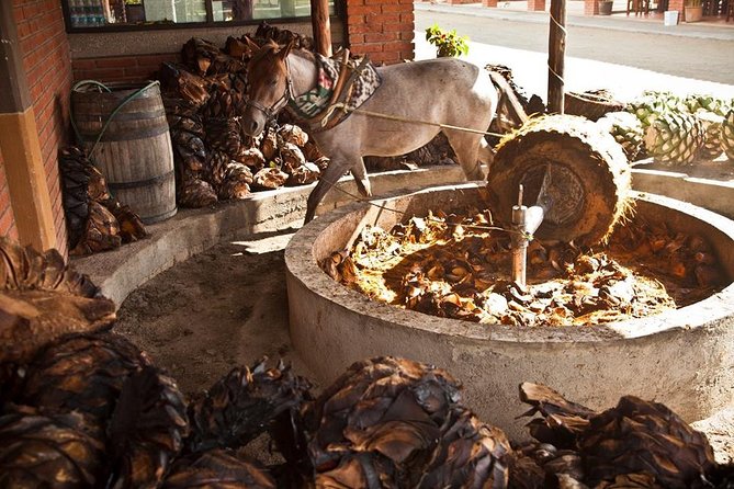 Private Tour, all inclusive: Tlacochahuaya, Mezcal, Teotitlán del Valle - Mezcal Don Agave: a close look at Oaxaca’s local spirit