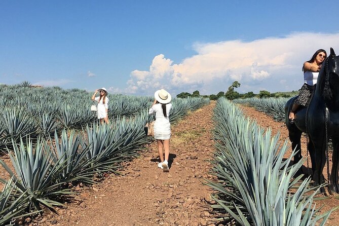 Private Tour Cascahuin Distillery and visit to Tequila - What the private vehicle and guide add