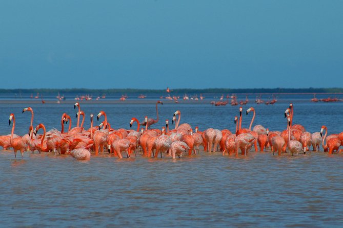 Private Tour: Ek Balam, Pink Flamingos Sanctuary and Tequila Tasting Factory - Las Coloradas and Rio Lagartos by private boat