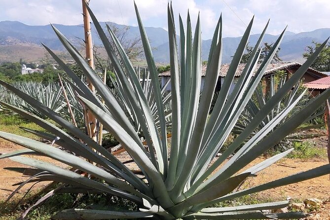 Private tour Mitla, Weavers town, Mezcal and Boil the water - Timing, pickup, and practical planning