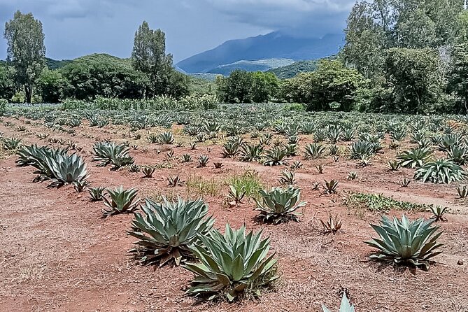 Private Tour New Raicilla Route to Mascota from Puerto Vallarta - A local taberna and the Raicilla tasting