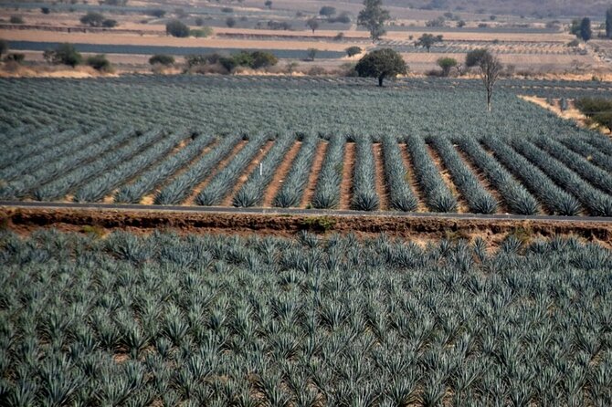 Private Tour of Magic Town Tequila Adventure Day Tour - Tequila Tres Mujeres adds a second production view