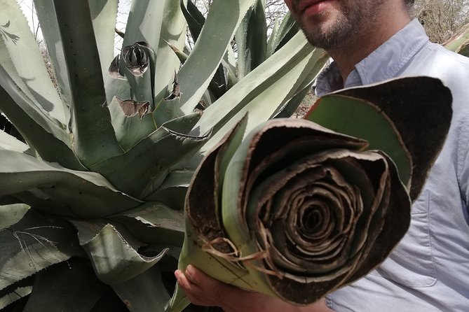 Private Tour of the Mezcal Route with Ancestral Drinks - Learning to taste mezcal with all your senses