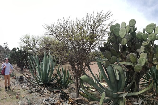 Private Tour of the Mezcal Route with Ancestral Drinks - Is $89.57 a fair price?