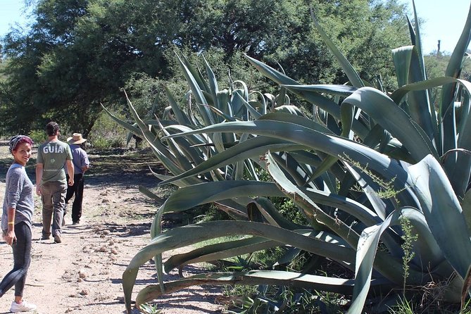 Private Tour of the Mezcal Route with Ancestral Drinks - Who will enjoy this most?