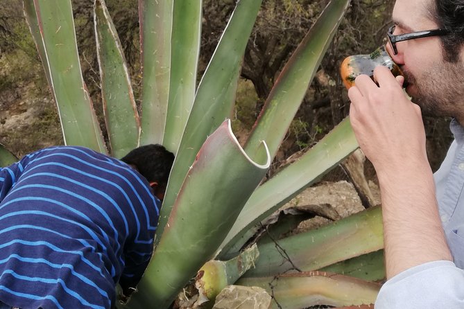 Private Tour of the Mezcal Route with Ancestral Drinks - Timing, meeting point, and practical details