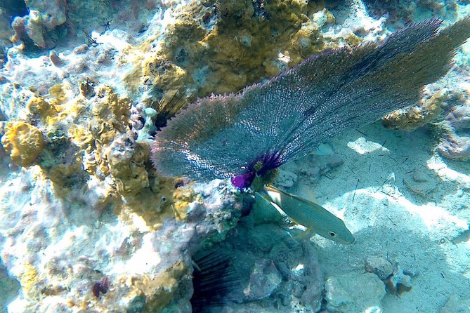 SkyReef Cozumel Snorkel & Tequila Tasting - Food, drinks, and the short massage