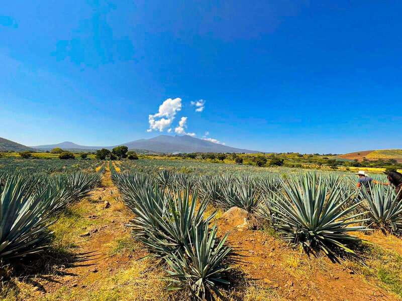 Tequila and Cantaritos Tour from Guadalajara - Is the $102 price fair?