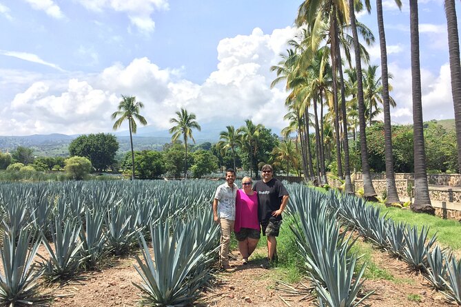 Tequila and Guachimontones: Private Full Day Tour - Agave fields on the way back