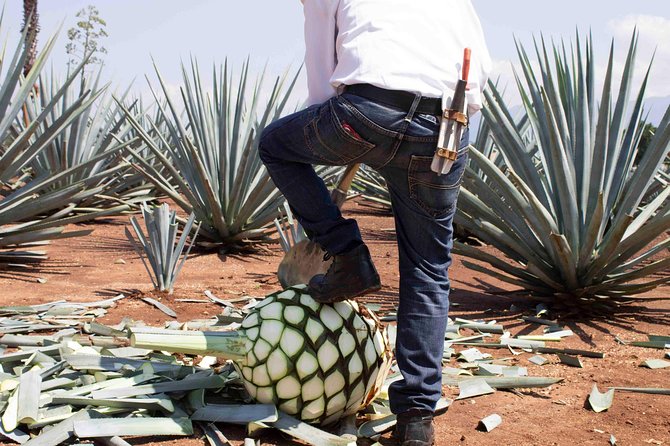 Tequila distillery experience, Jose Cuervo & Tequila Magic Town - Timing, transport, and the real value of $79.80