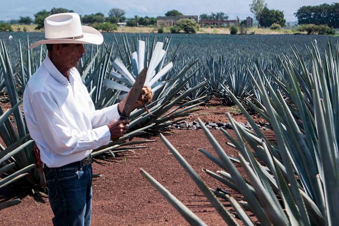 Tequila distillery experience, Jose Cuervo & Tequila Magic Town - What language and group size mean on the day