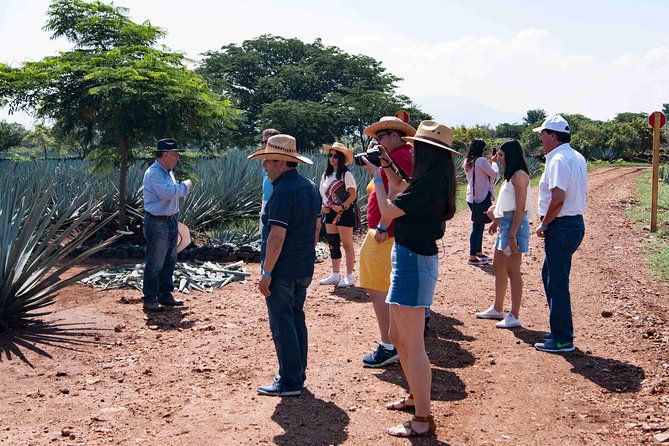 Tequila distillery experience, Jose Cuervo & Tequila Magic Town - Should you book this Guadalajara tequila tour?